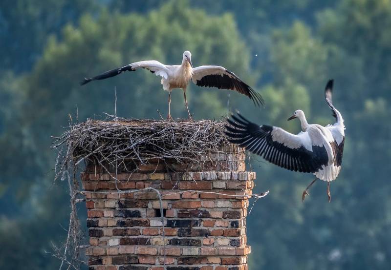 Professional Chimney Animal Removal Services in Bell, California
