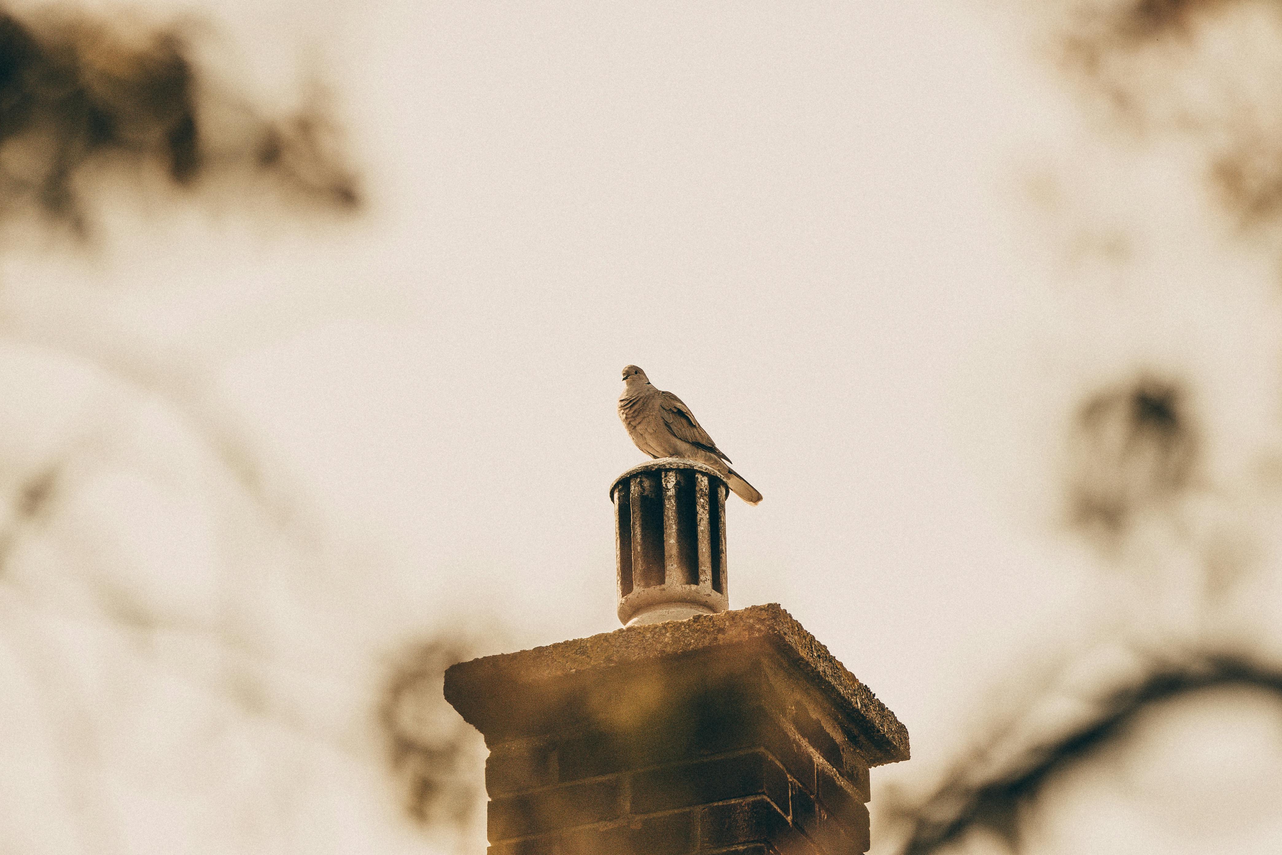 Professional Chimney Cap and Damper In Bell California